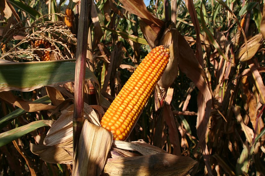 cornfield, corn, agriculture, plant, rural, ripe, yellow, crop, maize, farm