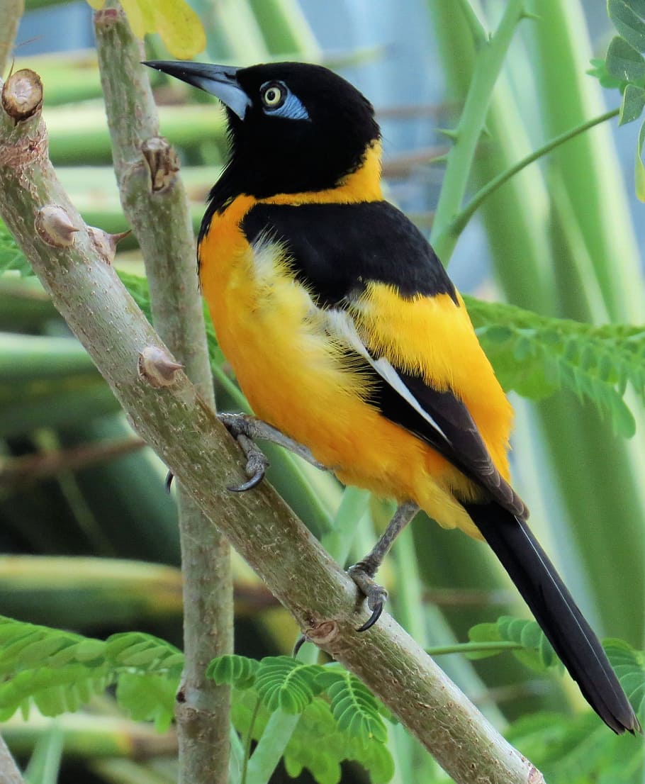 turpiaali, bird, tropical, nature, yellow, colorful, color, yellow black, animal wildlife, animal themes