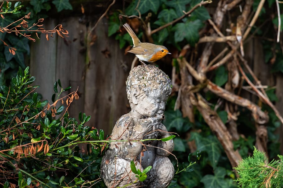 robin redbreast perched on statue, robin, robin redbreast, perched, songbird, bird, nature, wing, wildlife, feather