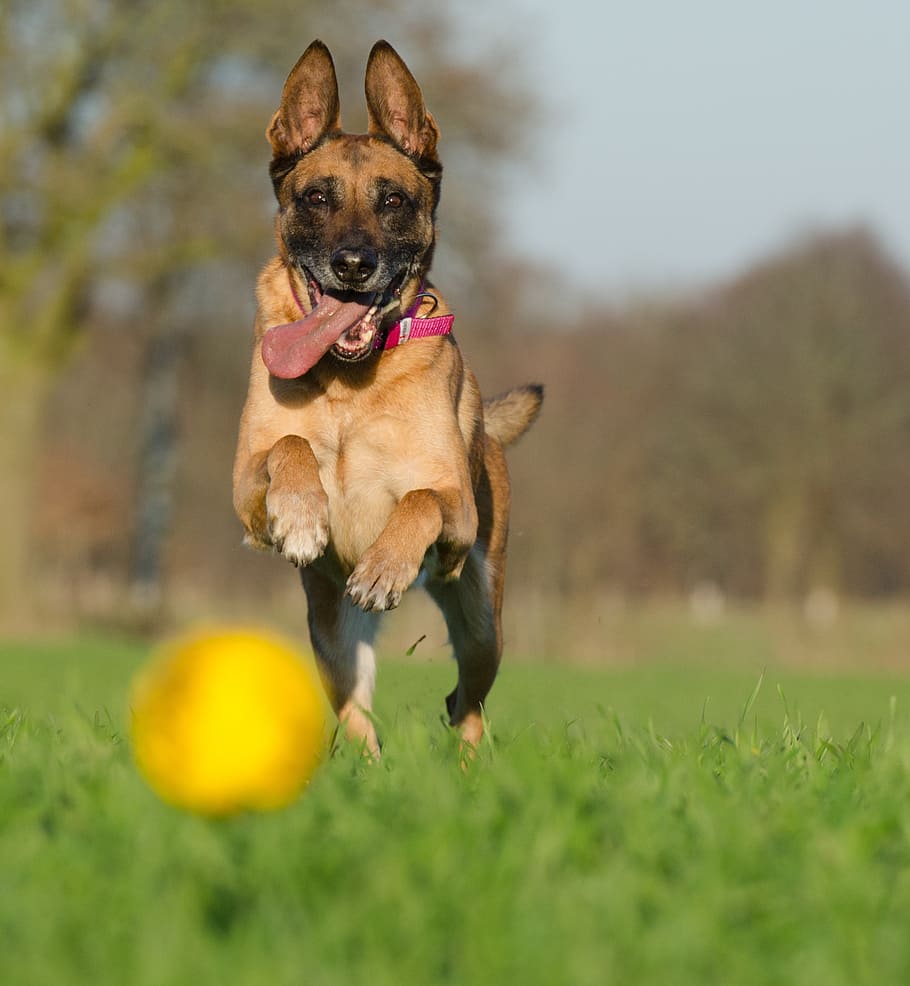 cervatillo adulto manilois belga, correr, campo de hierba, malinois con pelota, perro pastor belga, adicto a la pelota, verano, canino, perro, un animal