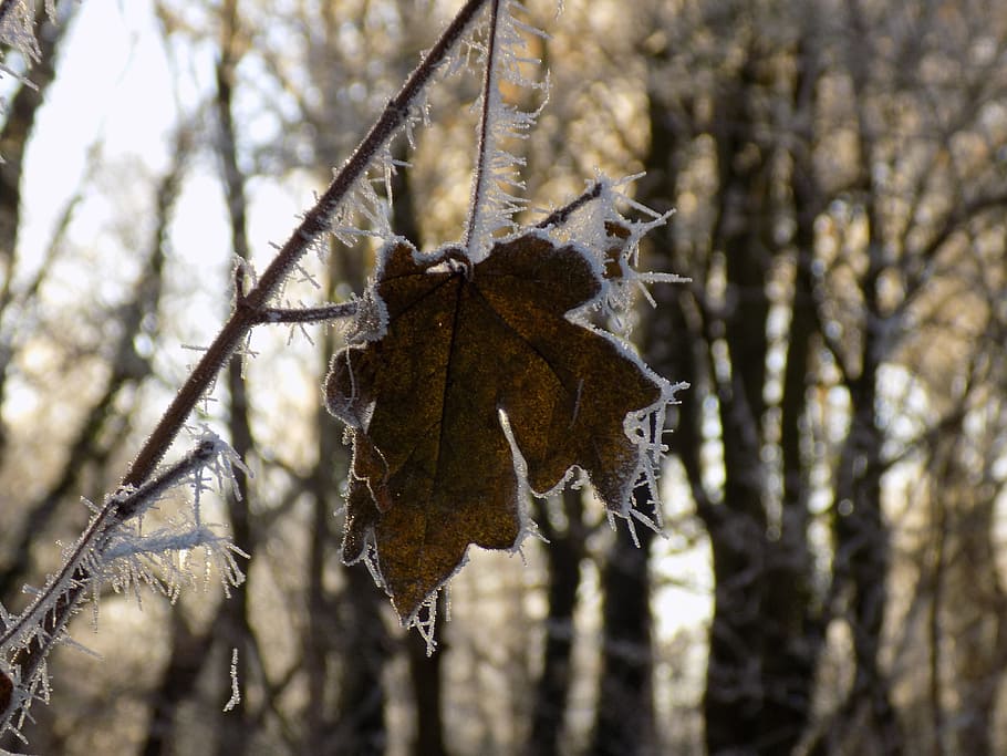 Frost, Cold, Frozen, Leaf, Nature, tree, winter, forest, snow, outdoors