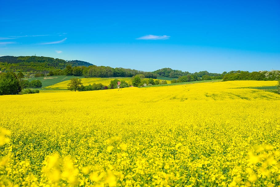 oilseed rape, field of rapeseeds, spring, yellow, beauty in nature, landscape, scenics - nature, field, plant, tranquil scene