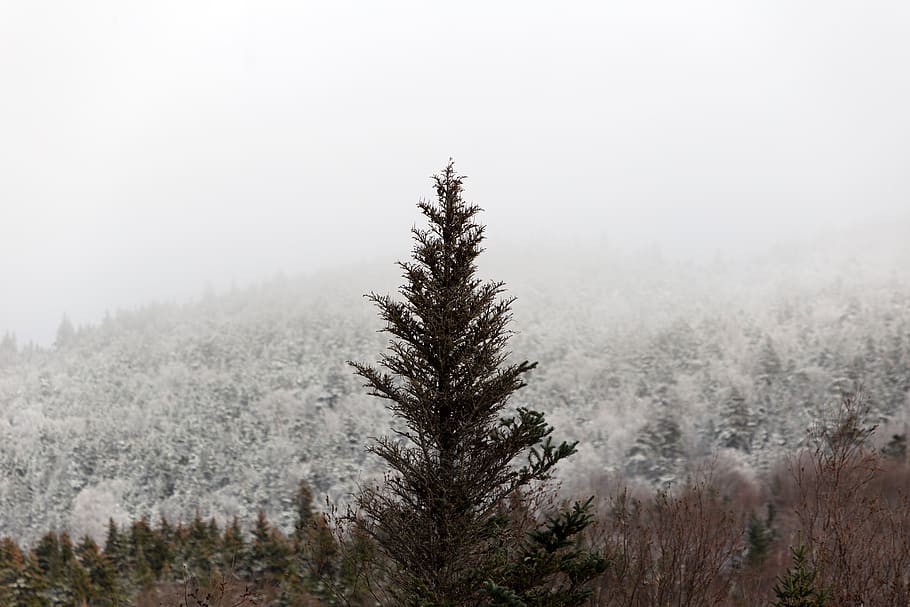 inverno, árvore, montanha, neve, floresta, nuvens, paisagem, céu, natureza, ao ar livre