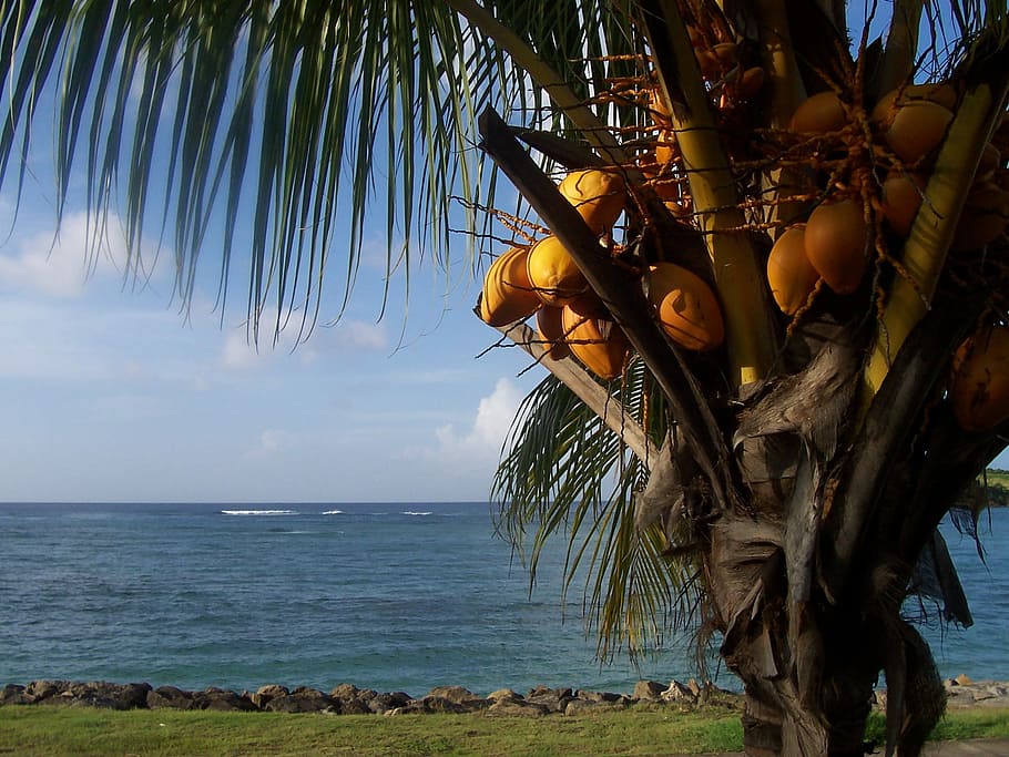 Coco, Antillas, Martinica, Mar, playa, isla, arena, calor, belleza, hojas