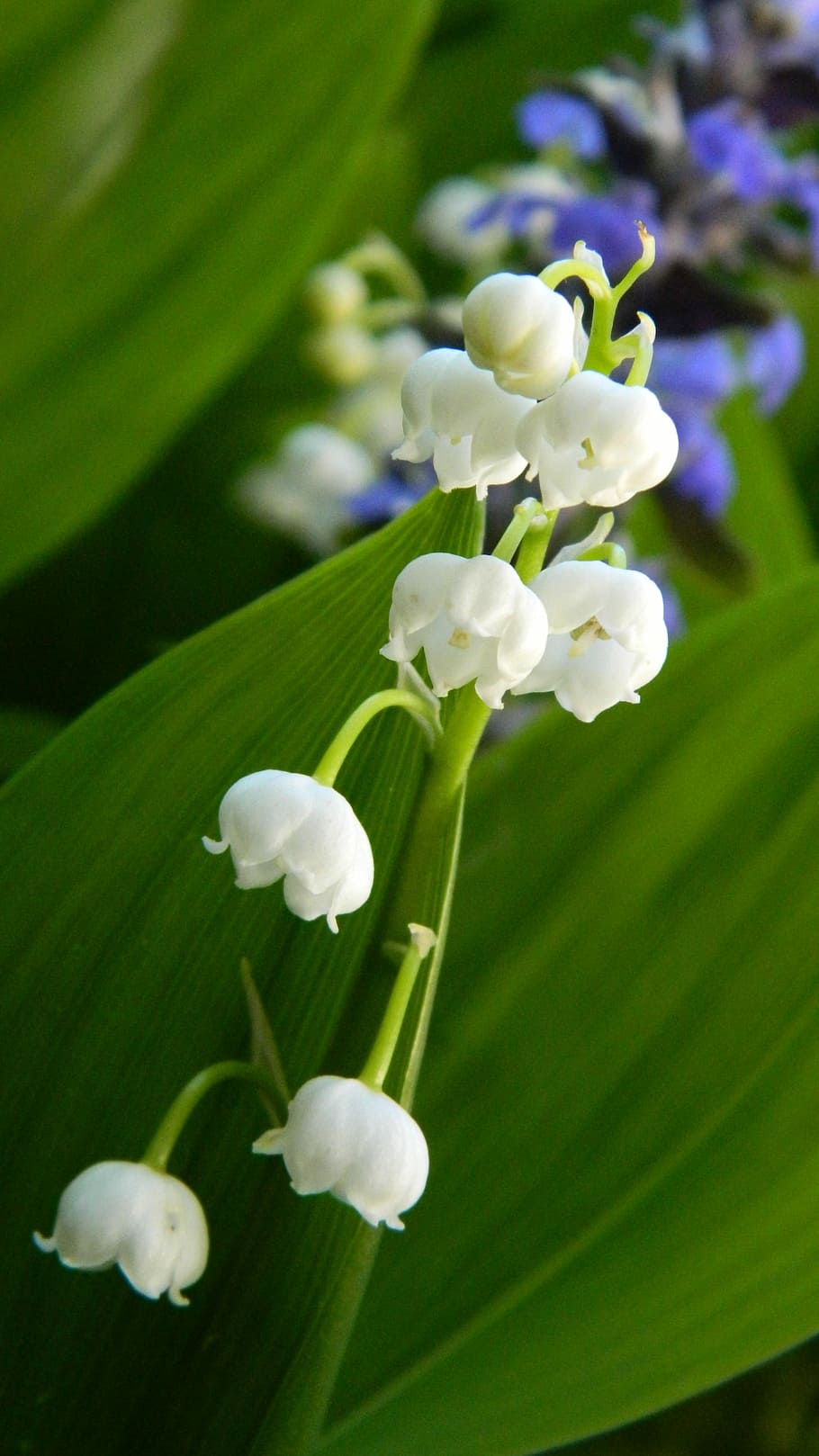lily of the valley, white, flower, plant, spring, flowering plant, fragility, vulnerability, beauty in nature, freshness