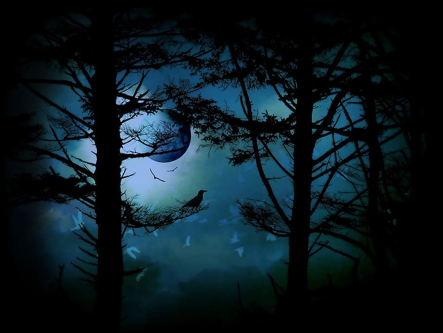 silhouette photo, trees, the edge of twilight, moon, fantasy, silhouette, sky, blue, eerie, twilight