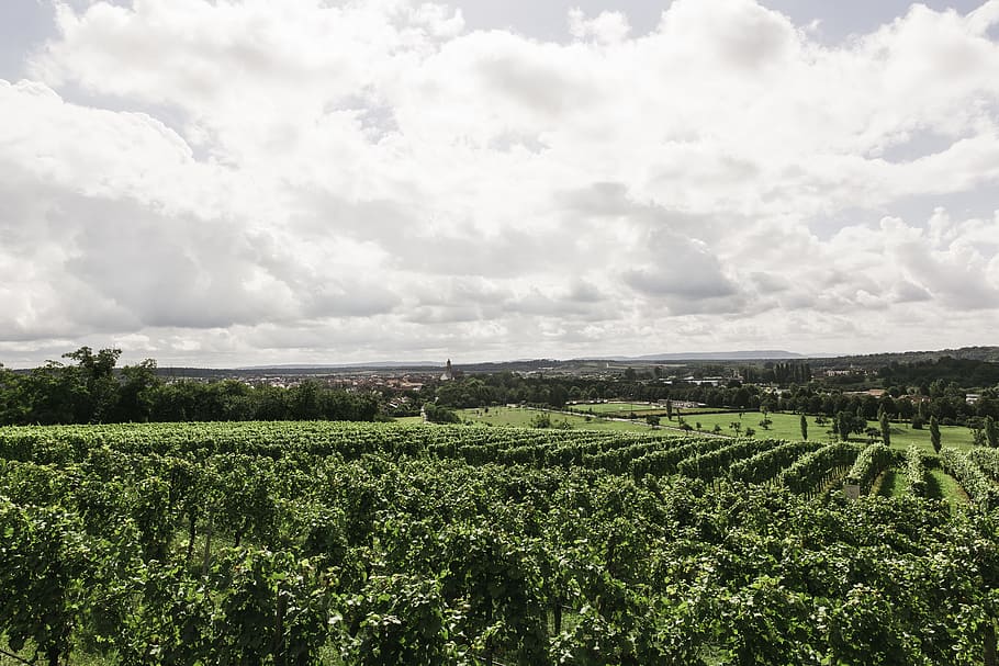 white, clouds, green, plantation, Wine, Vineyard, Nature, Vines, Landscape, winegrowing