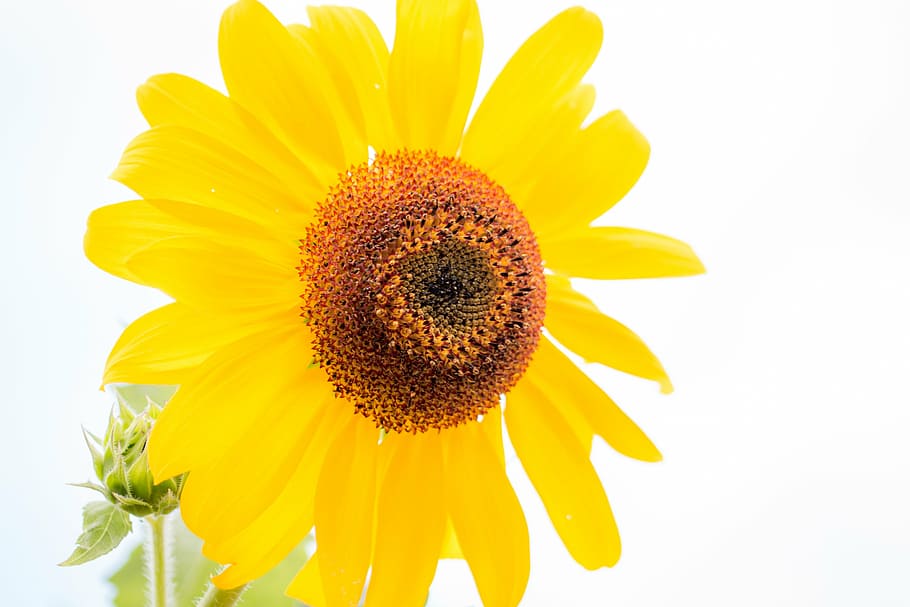 sun flower, helianthus annuus, blossom, bloom, close, macro, sunflower, yellow, nature, summer
