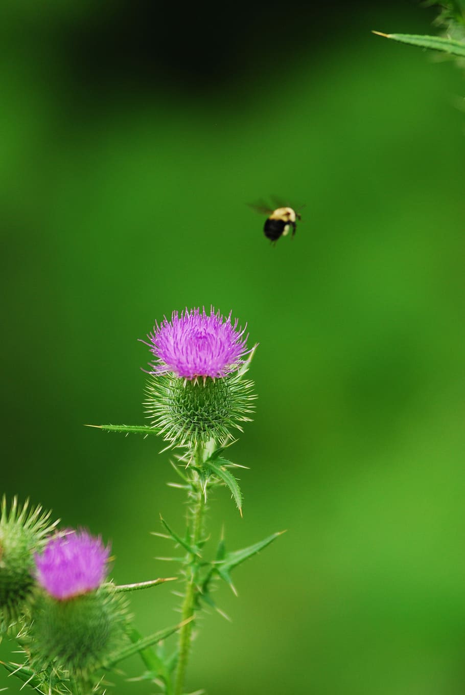 Bumblebee, Thistle, Alam, Mekar, musim panas, margasatwa, bunga liar, fauna, di luar ruangan, bunga