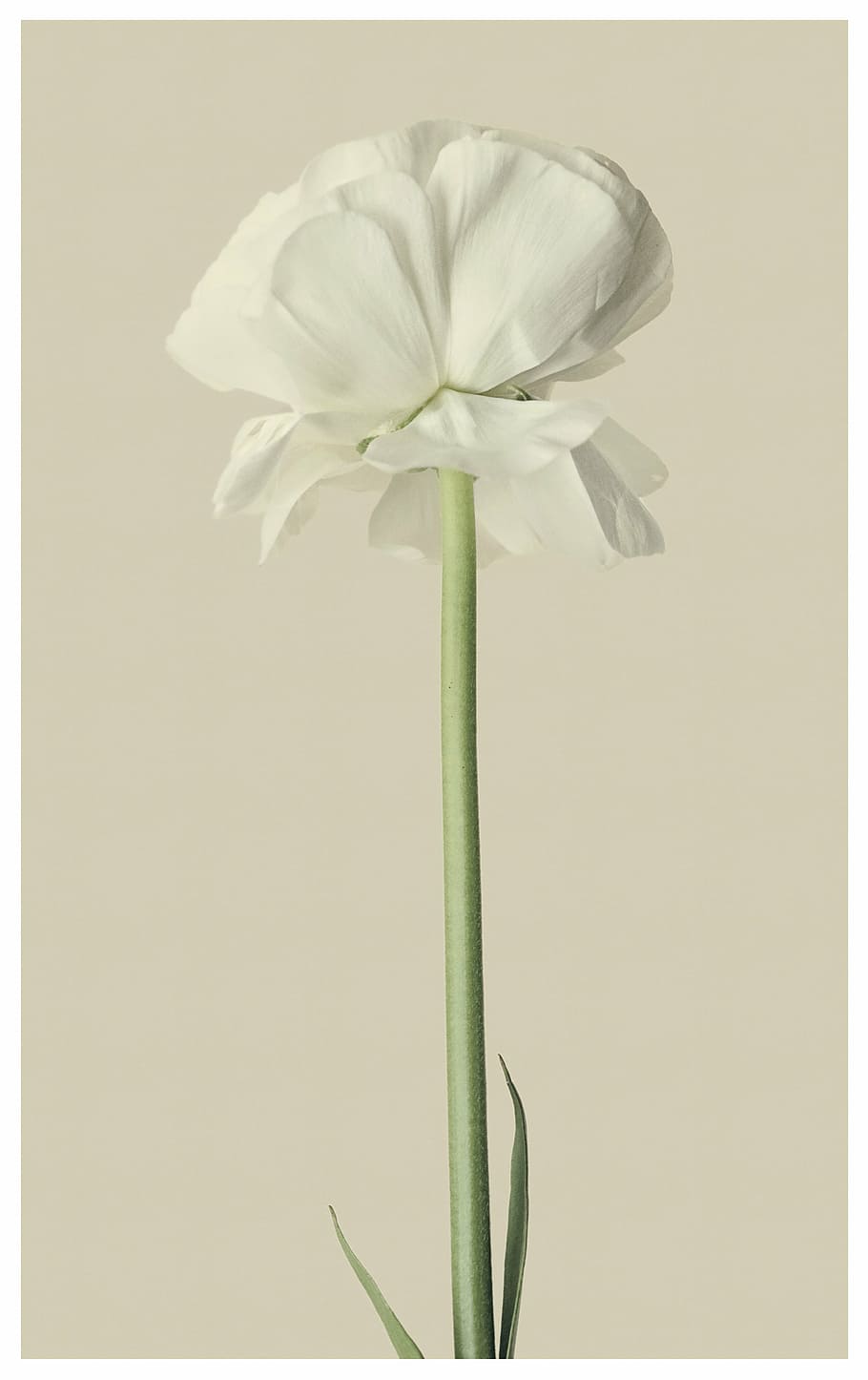 closeup, photography, white, tulip, ranunculus, flower, blossom, bloom, vulnerability, beauty in nature