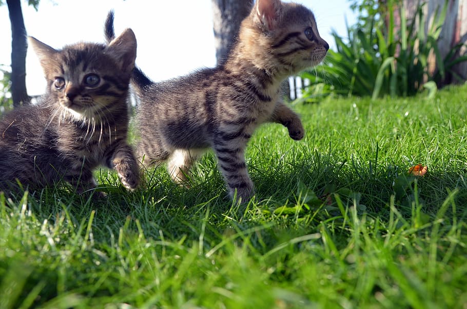 two, brown, kittens, grassy, ground, silver tabby, cat, family, pet, love