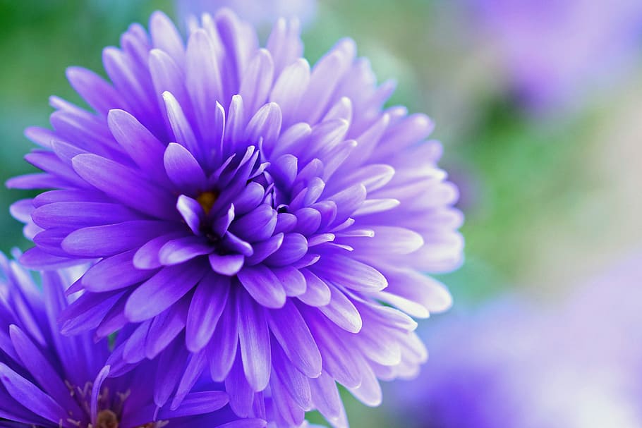 閉じる, 写真, 紫, 広い, 花びらをつけた花, ハーブストスター, 花, ブルーム, 紫の花, 植物