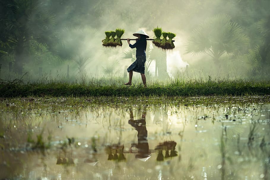 man, standing, grass, daytime, pet, golf, with growth, harvesting, hope, myanmar burma