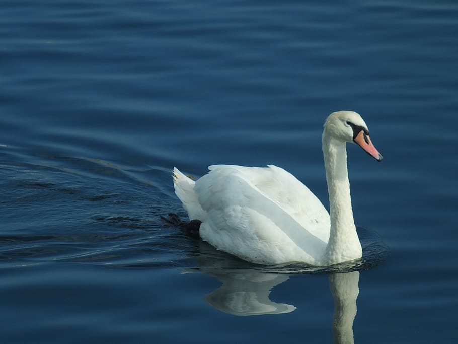 swan, bird, ornithology, water, lake, blue, animal, wing, feather, beauty