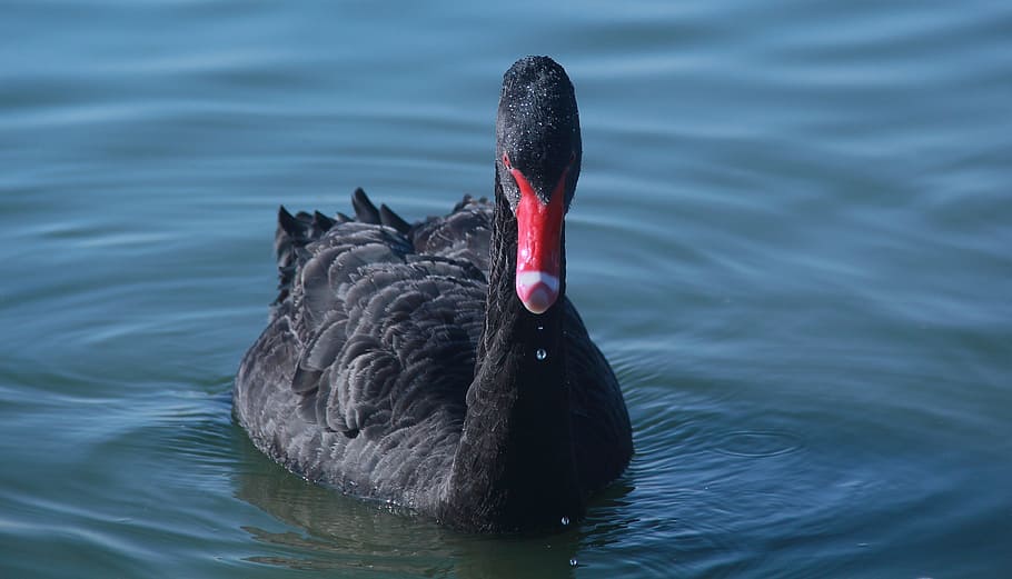 water, lake, nature, bird, black swan, natural, peaceful, swimming, animal, black