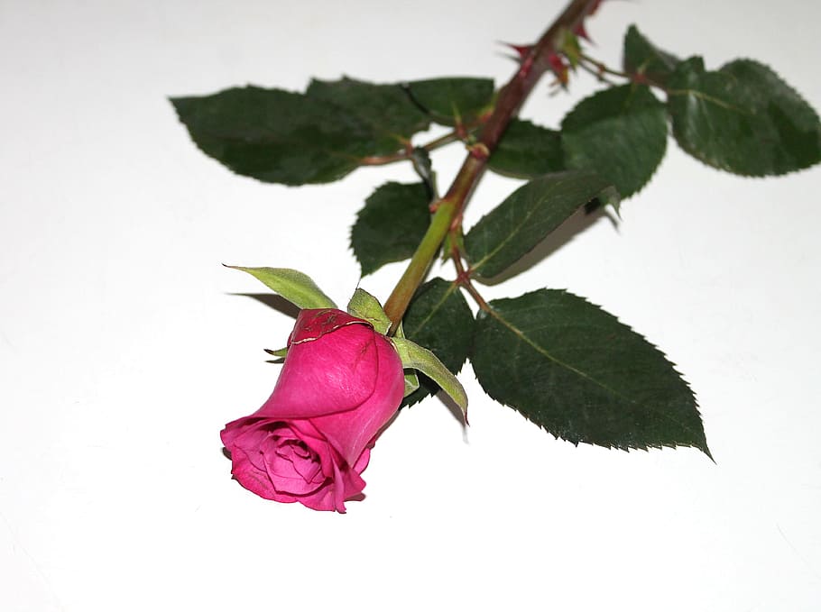 Rosa, vermelho, flor, rosa vermelha, flores, amor, romance, plano de fundo, dia dos namorados, casamento