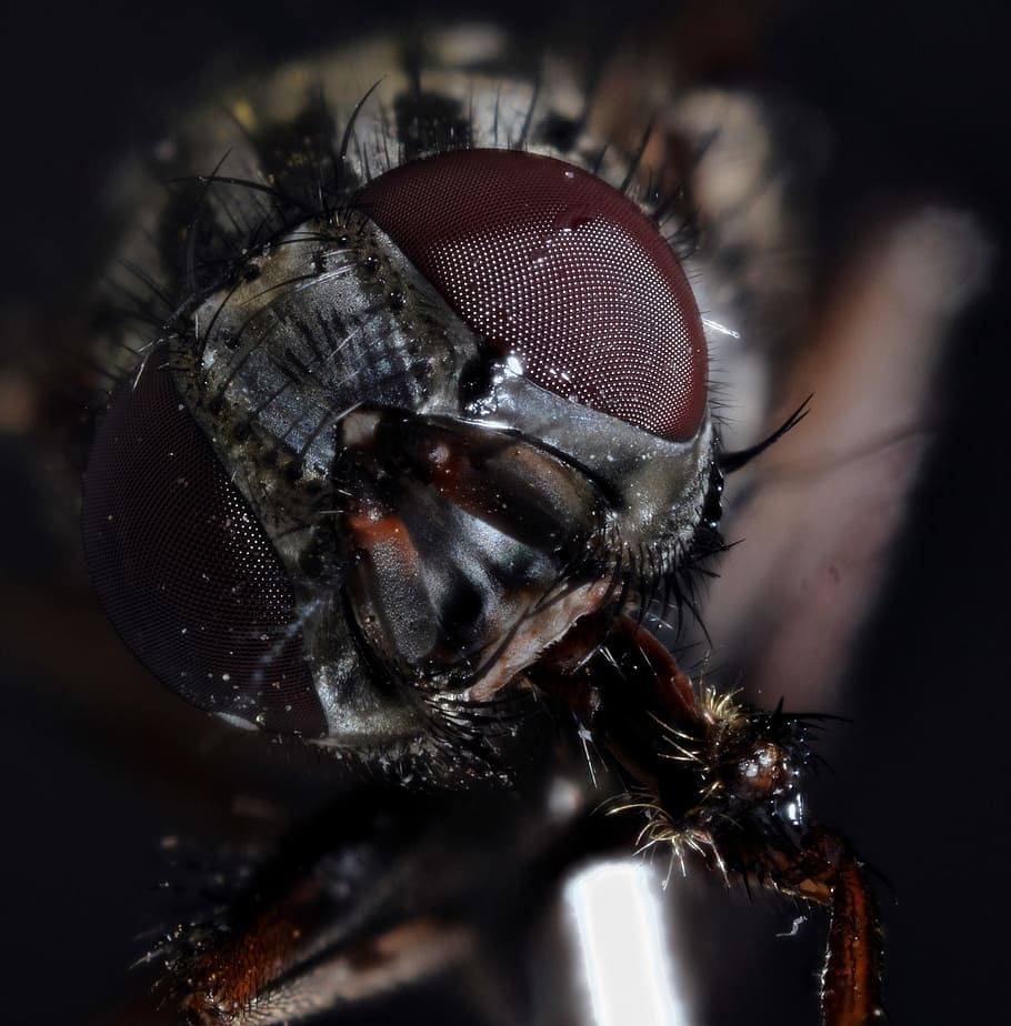 macro photography, black, fly, housefly, compound, macro, close, insect, fly eye, close up