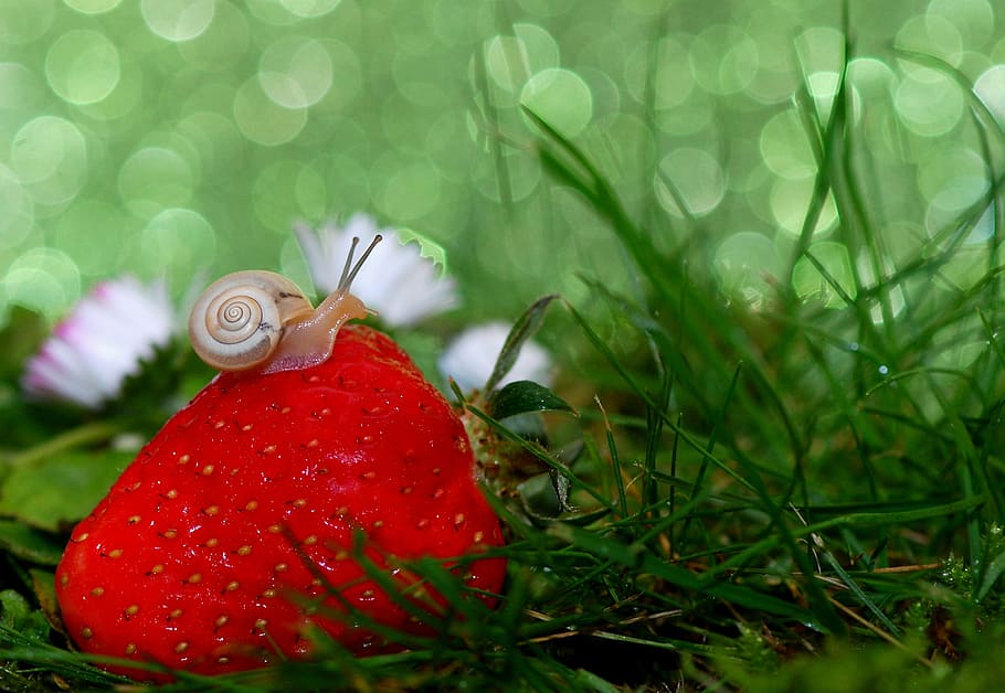 beige, snail, strawberry photograpphy, shell, mollusk, close, snail shell, slowly, snail shells, nature
