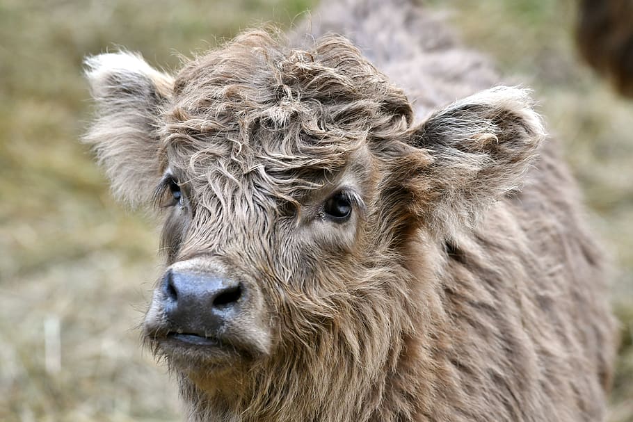 calf, mammal, herkauwer, remote access, scottish highlander, brown, nature, animal, muzzle, head