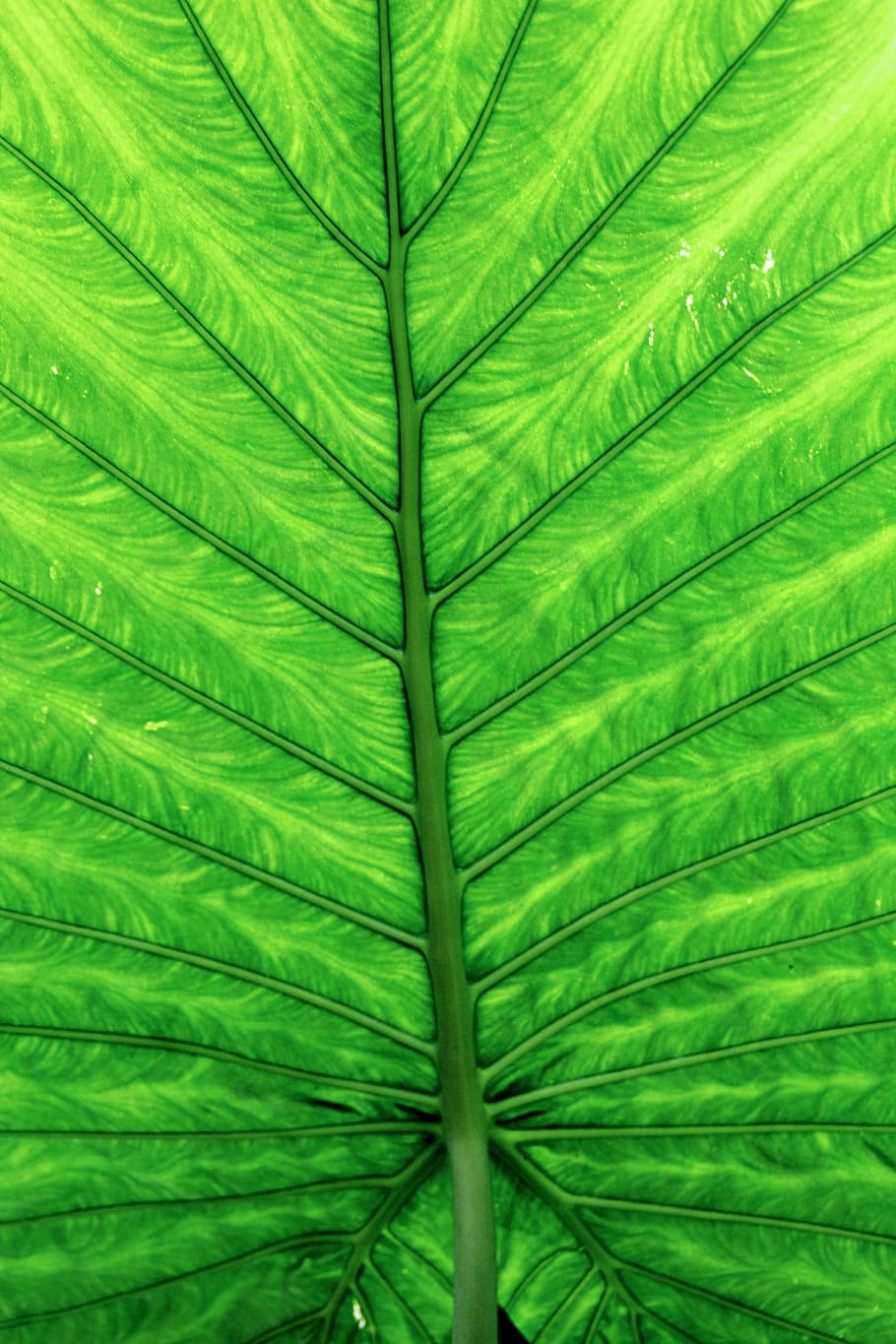 green leaf, leaves, green, leaf, large, plant, sheet drawing, chlorophyll, nature, close-up