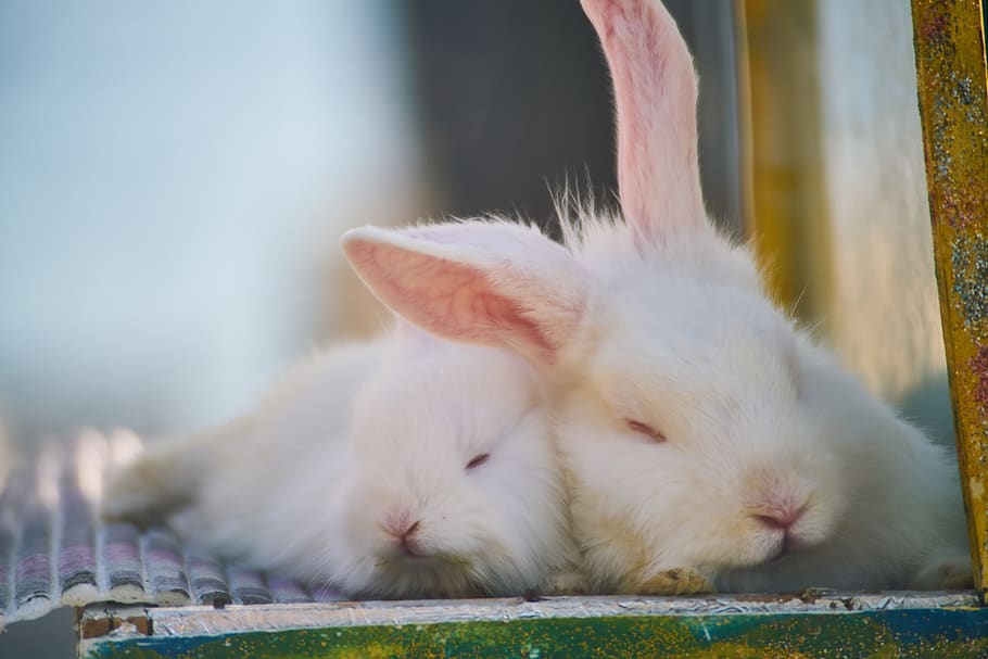 conejo, blanco, hermoso, lindo, animal, naturaleza, pluma, piel de cuero, cachorros, mamá