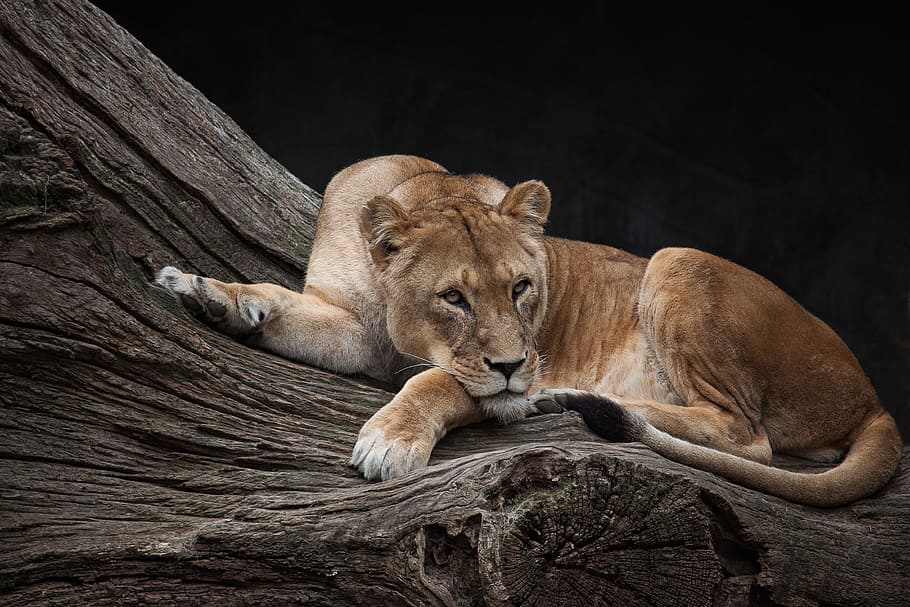 lioness, lying, brown, tree trunk, lion, predator, female, wild animal, zoo, feline