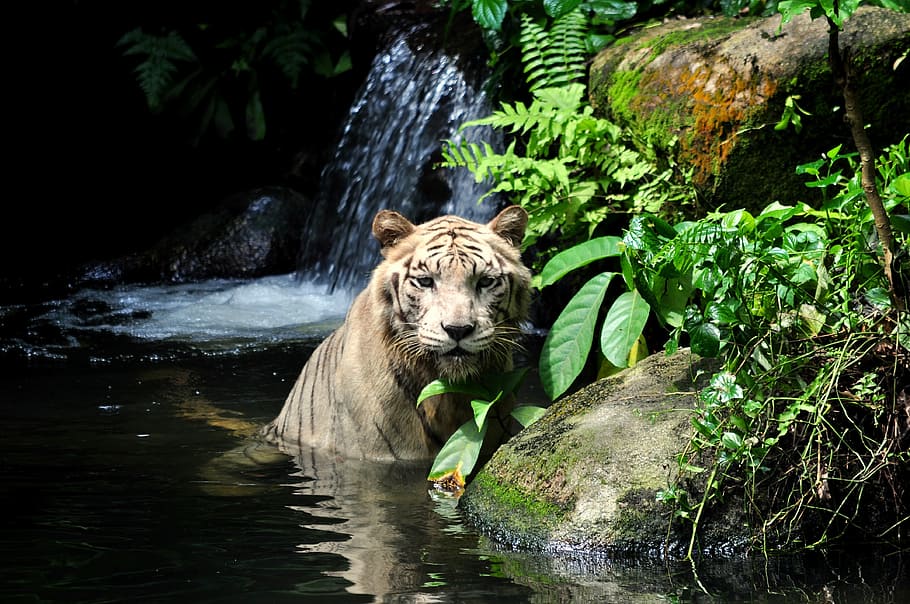 tigre, cuerpo, agua, blanco, salvaje, depredador, felino, zoológico, fuerte, feroz