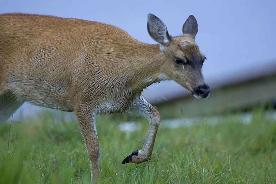 sitka black tailed deer, deer, doe, female, close up, grazing, wildlife, nature, face, mammal