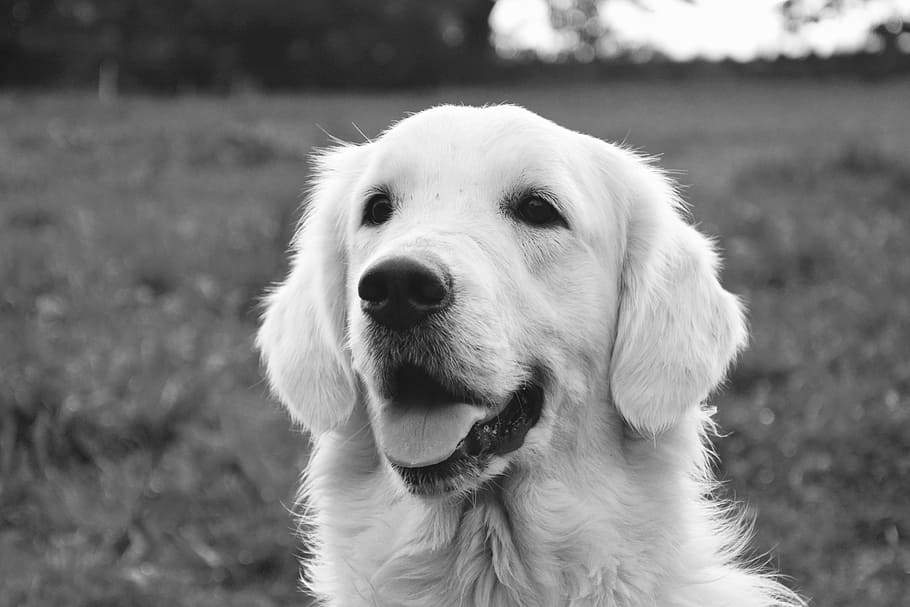 犬, 雌犬, ゴールデンレトリバー, 写真黒白, 動物, 家畜, かわいい, ポートレート, ペットの犬, 白