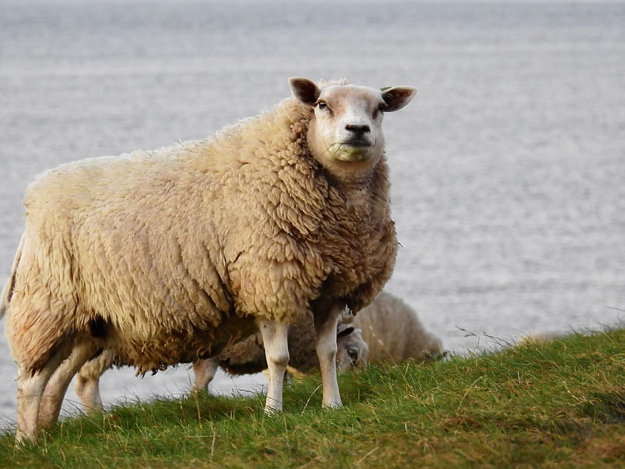 Royalty-free sheep lake photos free download | Pxfuel