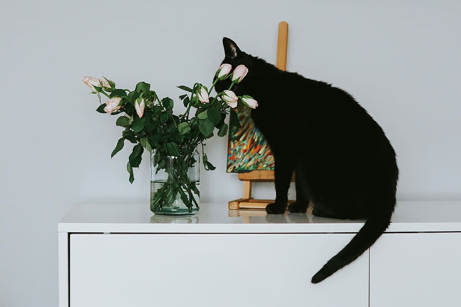 черный, Кот, цветы, картина, Черная кошка, Розы, Домашнее животное, животное, Изобразительное искусство, Картины