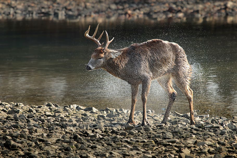 brown, deer, body, water, reindeer, near, river, animal, wildlife, rocks
