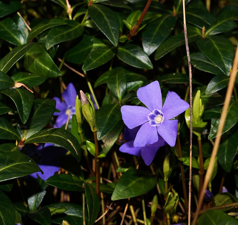 blue, periwinkle, vinca minor, ground cover, plant, small pollinated, flower, plant part, leaf, flowering plant