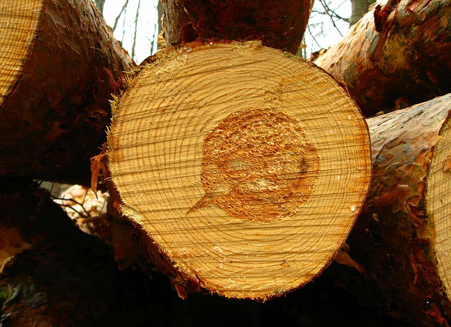 potongan kayu, tutup, foto, pohon, log, hutan, alam, suku, kayu, cincin tahunan