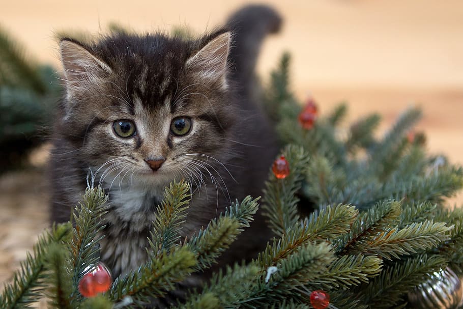 kitten, christmas tree, new year's eve, fir-tree branches, christmas decorations, holiday, christmas wreath, kittens, furry, little