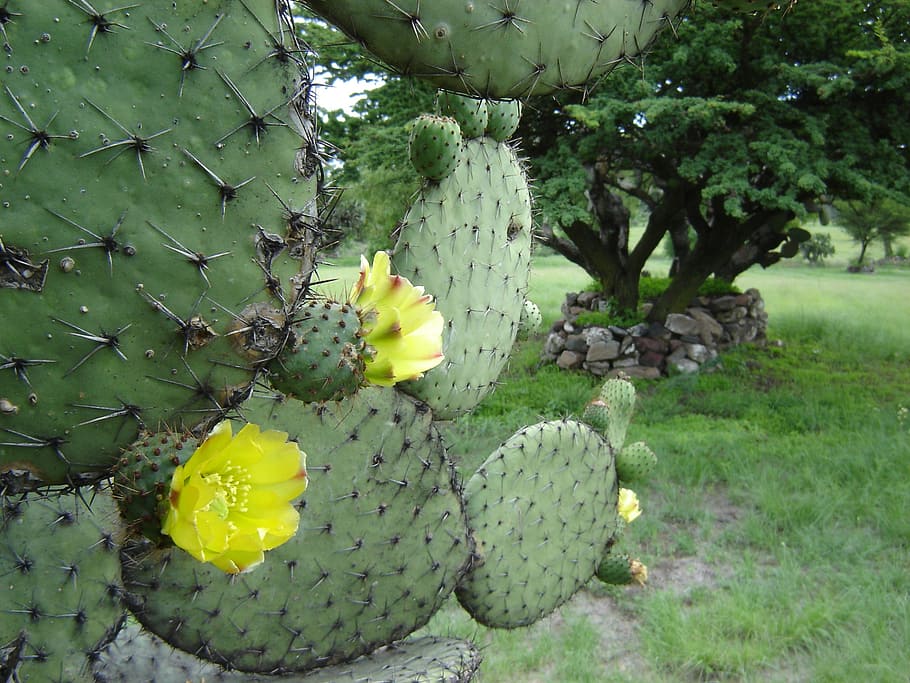 mexico, teotihuacan, cactus, flower, plant, growth, nature, green color, day, freshness