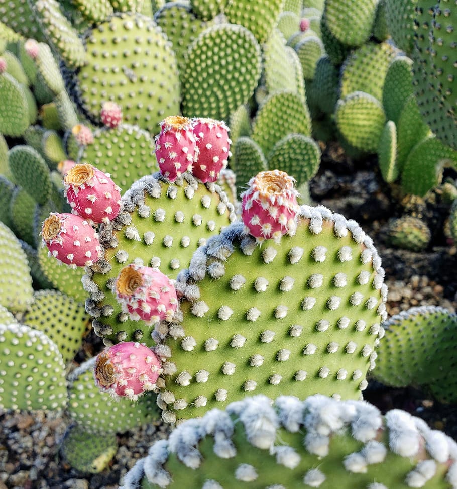 prickly pear, cactus, pink, texture, nature, desert, beautiful, succulent, green, succulent plant
