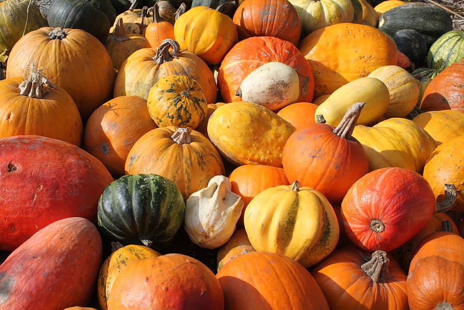 pumpkins, collections, decoration, colorful, vegetables, autumn, agriculture, pumpkin, food, food and drink