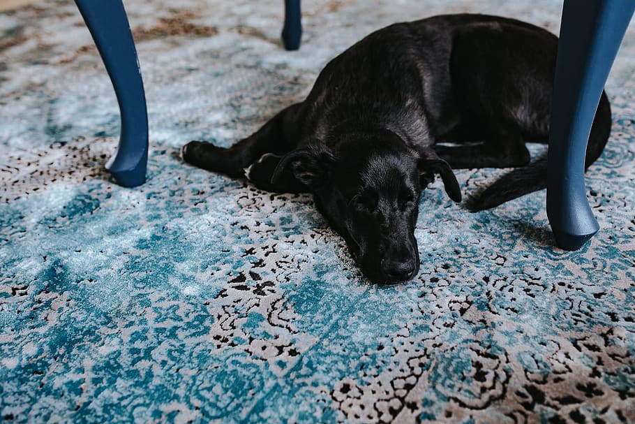 dog, pet, animal, pillows, light blue, carpet, Black, light, blue, one animal