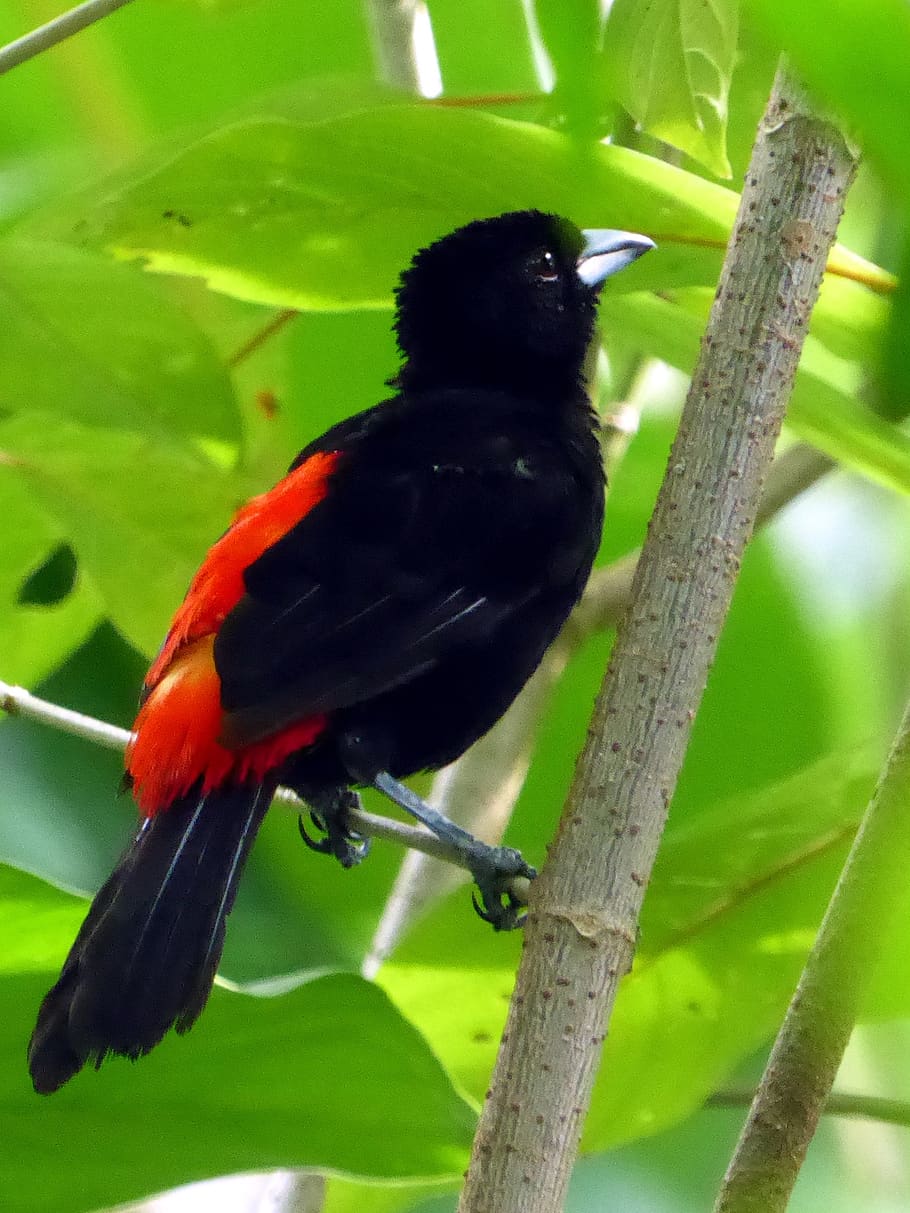 pássaro, vermelho, preto, costa rica, temas animais, animais selvagens, um animal, vertebrado, empoleirar-se, cor preta