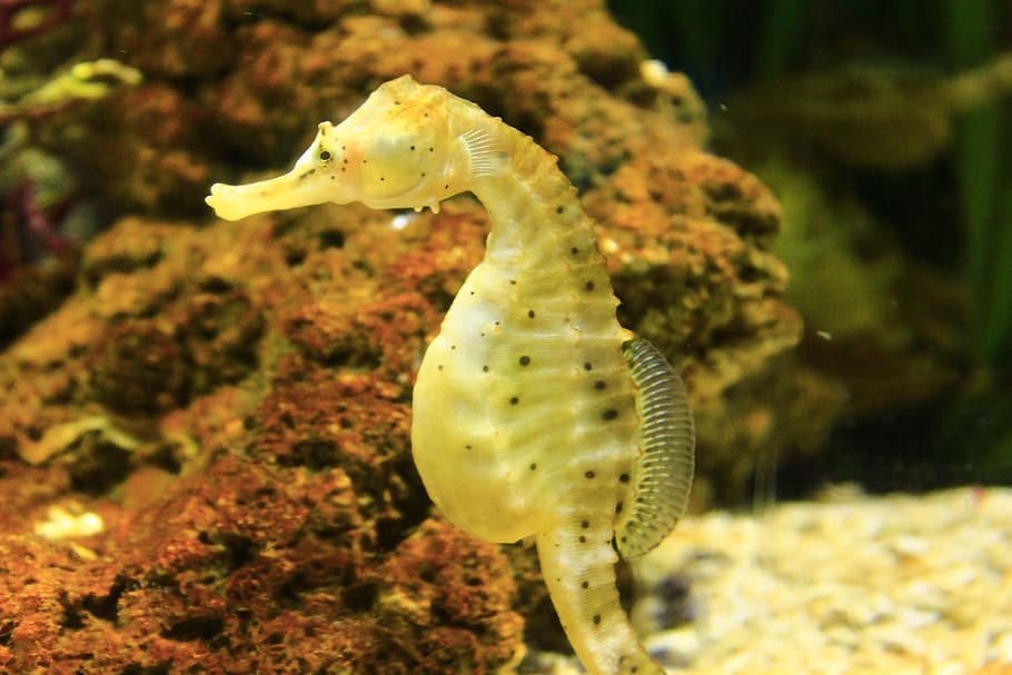 yellow seahorse, seahorse, mollusk, fish, sea, ocean, gallop, queue, backdrop, sand