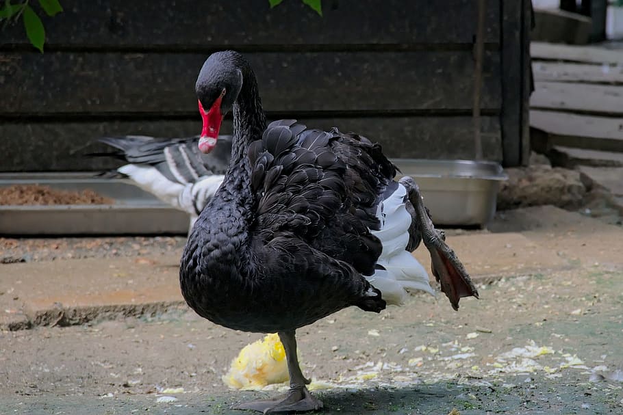 swan, black swan, bird, water bird, big bird, zoological garden, black, vertebrate, animal themes, animal