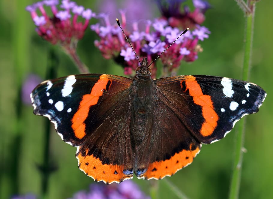 red admiral, butterfly, insect, nature, summer, lepidoptera, wildlife, invertebrate, animal wing, butterfly - insect
