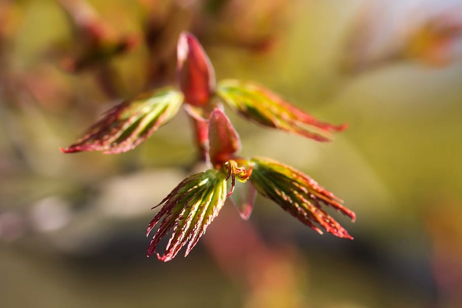 Acer Palmatum, Jepang, Daun Maple, maple jepang, musim semi, alam, kayu, taman jepang, warna, lampu