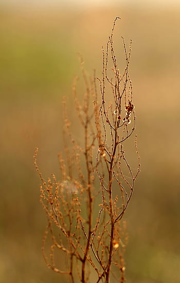 autumn-meadow-grass-dry-royalty-free-thumbnail.jpg