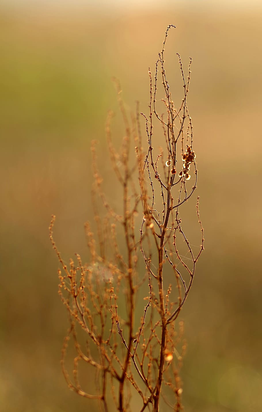autumn, meadow, grass, dry, plant, sunrise, glow, nature, dry plants, spider's web