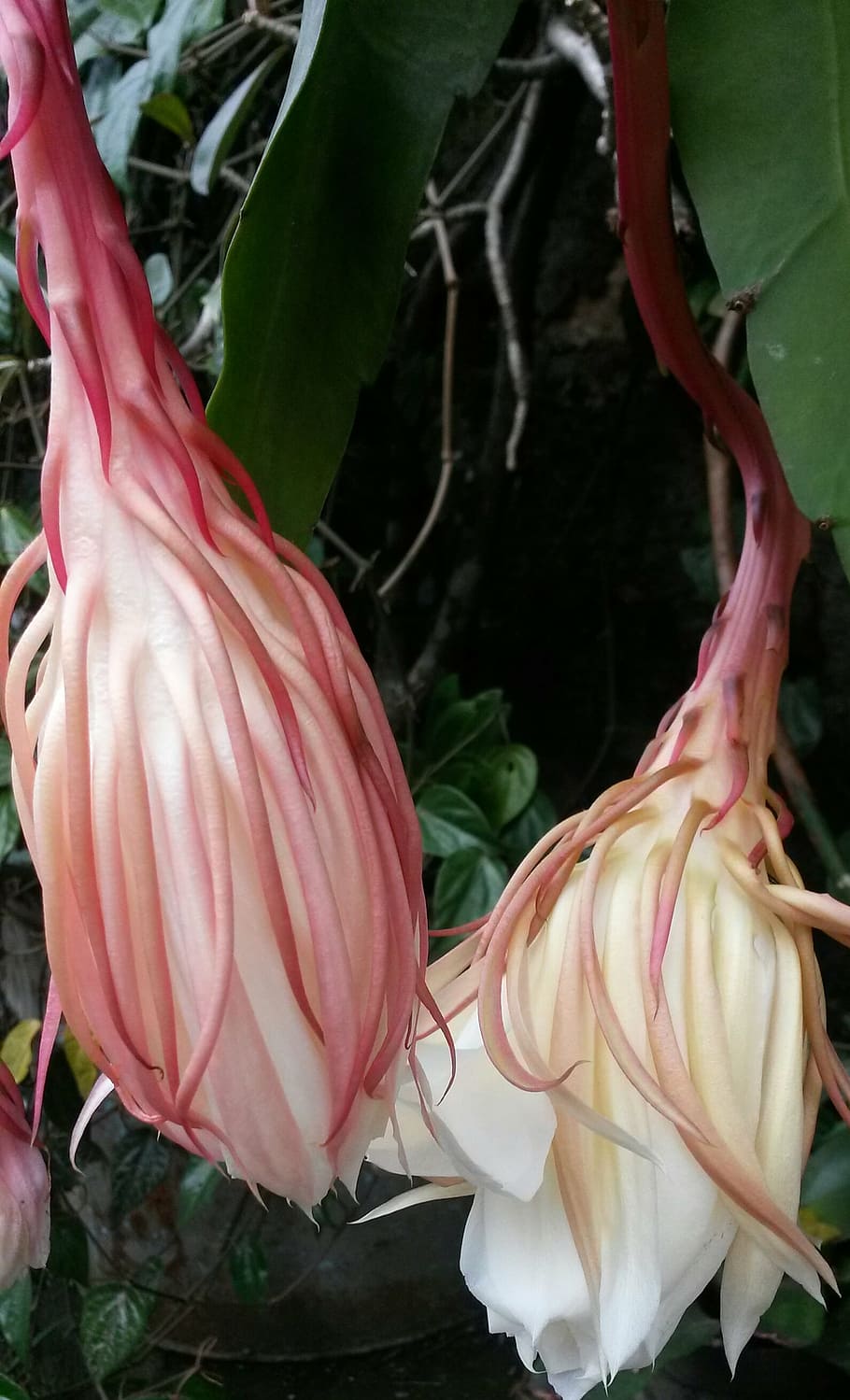 epiphyllum anguliger, flor, raro, javanês, indonésia, natureza, tropical, beleza, exótica, ao ar livre