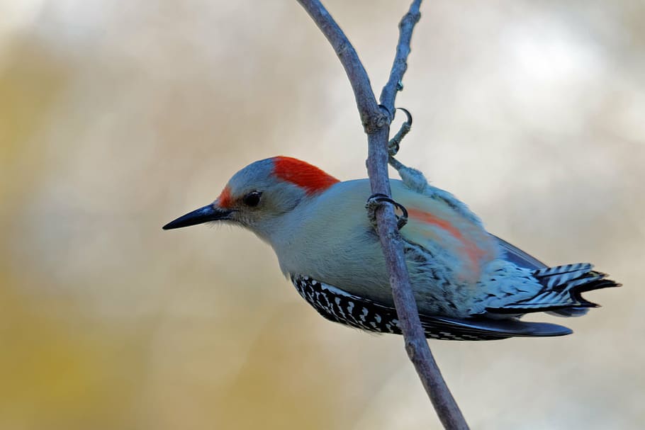 northern, flicker woodpecker, perched, branch, tree, red-bellied wood pecker, bird, birding, red, avian