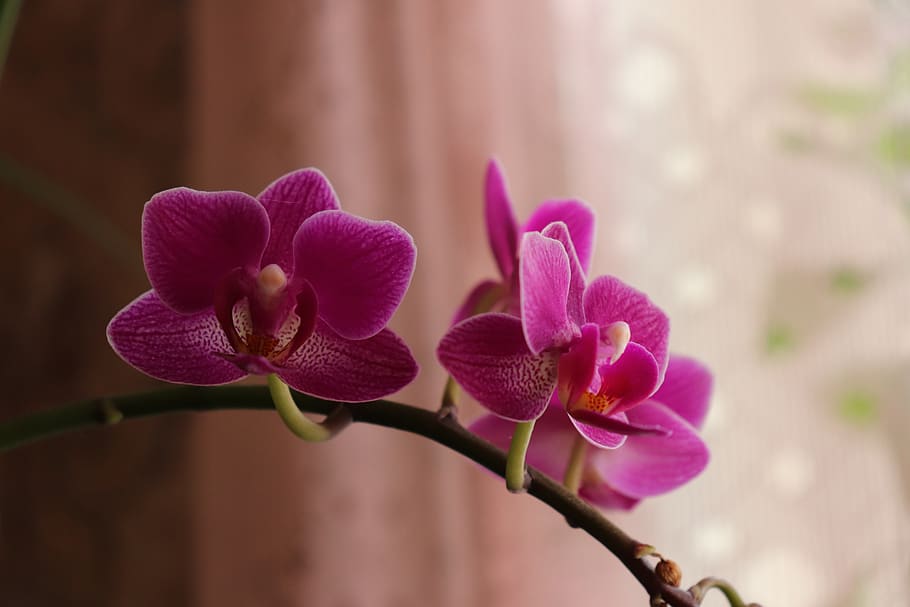 phalaenopsis amabilis, orquídea polilla, orquídea, phalaenopsis, floración, flora, macetas, flor, naturaleza, flores en macetas