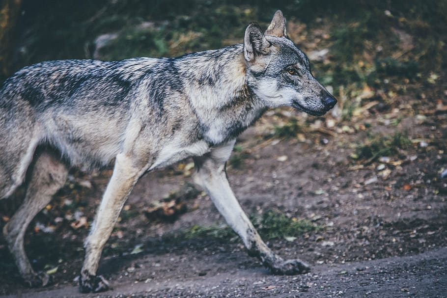 untitled, dog, puppy, animal, road, fur, nature, pet, wolf, carnivore
